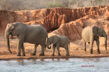Bootsafari auf dem Zambezi